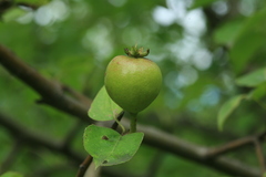 Pyrus ussuriensis