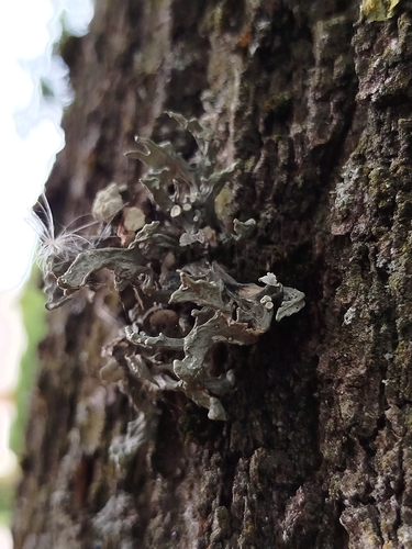Dotted Ribbon Lichen