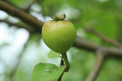 Pyrus ussuriensis