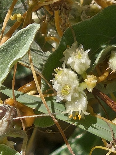 Cuscuta chinensis, photograph 2