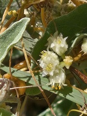 (c) Jo Roberts, some rights reserved (CC BY) Cuscuta chinensis, photograph (c) Jo Roberts, some rights reserved (CC BY)