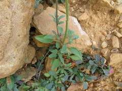 Salvia oppositiflora