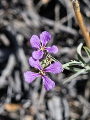 Hesperidanthus linearifolius