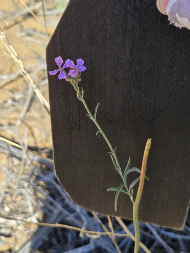 Hesperidanthus linearifolius, photograph 2