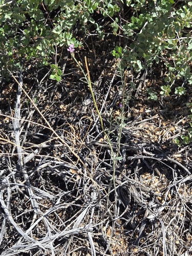 Hesperidanthus linearifolius, photograph 3