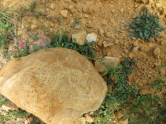 Salvia oppositiflora