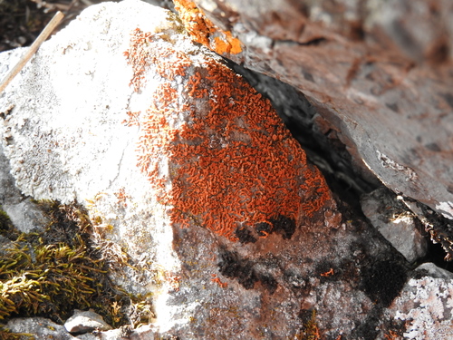 Elegant Sunburst Lichen