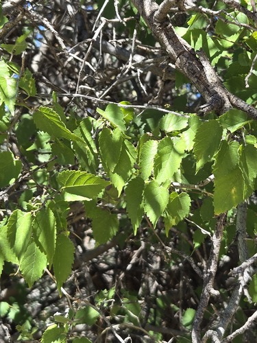 Morus microphylla, photograph 5