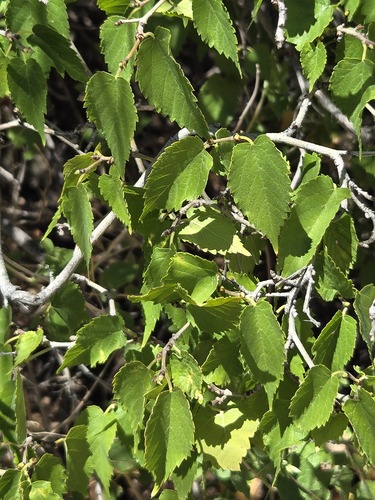 Morus microphylla, photograph 4