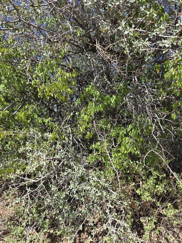 Morus microphylla, photograph 6