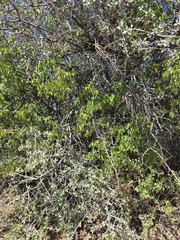 Morus microphylla, photograph (c) Jo Roberts, some rights reserved (CC BY)