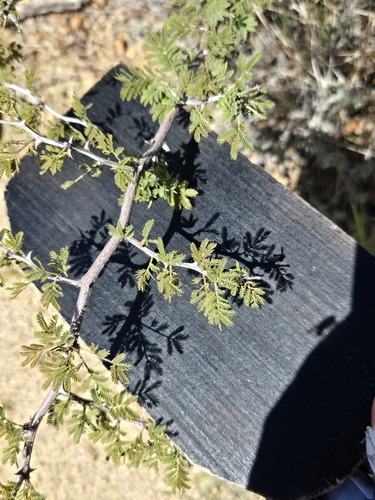 Mimosa biuncifera, photograph 4