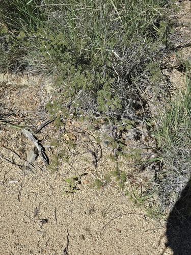 Mimosa biuncifera, photograph 5