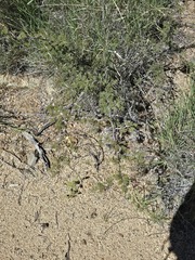 Mimosa biuncifera, photograph (c) Jo Roberts, some rights reserved (CC BY)