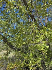 Juglans major, photograph (c) Jo Roberts, some rights reserved (CC BY)