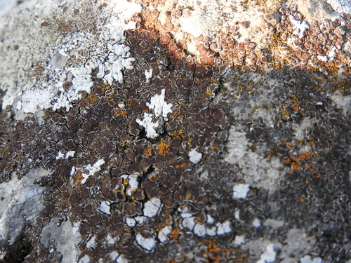 Acarospora cervina