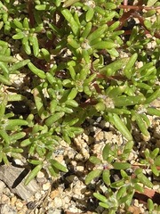 Portulaca halimoides