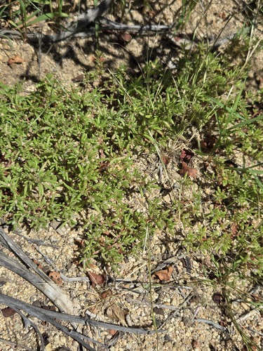 Portulaca halimoides, photograph 2