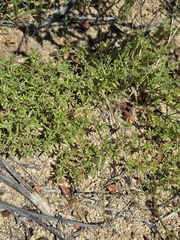 Portulaca halimoides, photograph (c) Jo Roberts, some rights reserved (CC BY)