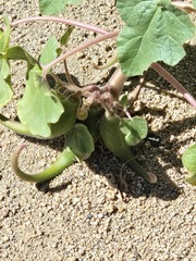 Proboscidea parviflora
