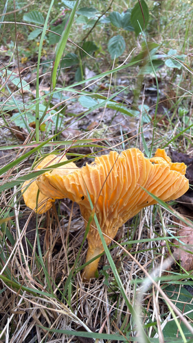 Newfoundland chanterelle