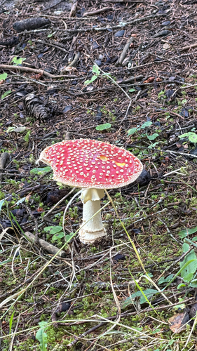 Fly Agaric