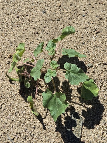 Proboscidea parviflora, photograph 2