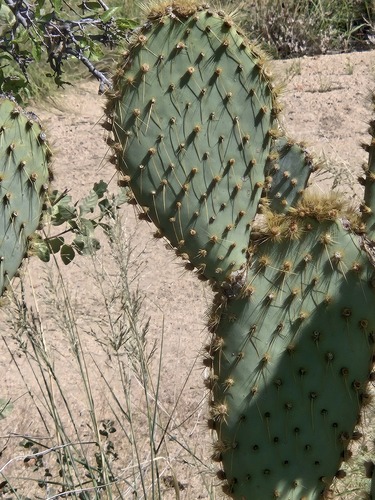 Opuntia chlorotica, photograph 6