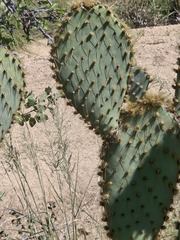 Opuntia chlorotica, photograph (c) Jo Roberts, some rights reserved (CC BY)