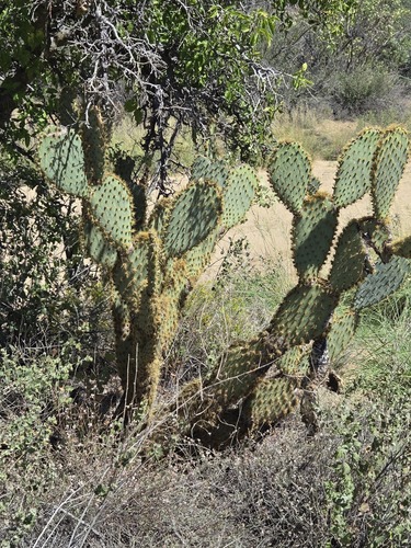 Opuntia chlorotica, photograph 5