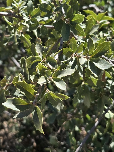 Quercus turbinella, photograph 6