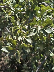 Quercus turbinella, photograph (c) Jo Roberts, some rights reserved (CC BY)