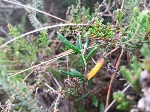 Wild Rosemary