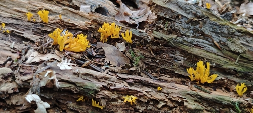Jelly-antler