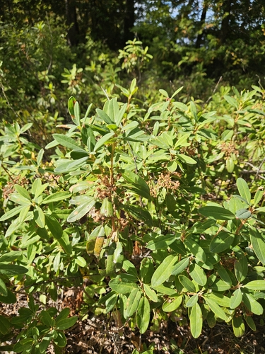 sheep laurel