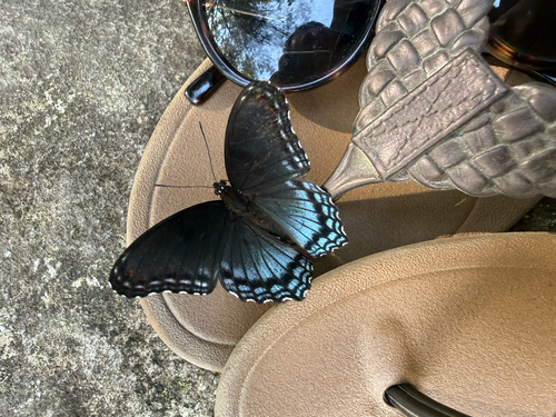 Red-spotted Admiral