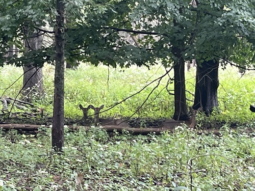 White-tailed Deer