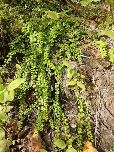 creeping snowberry