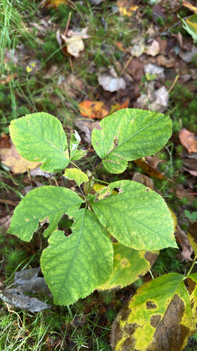 wild sarsaparilla