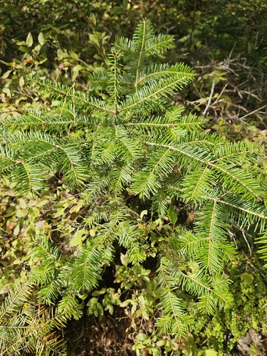 balsam fir