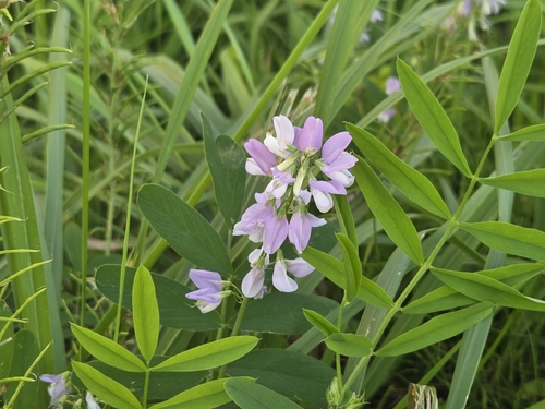 common milkpea