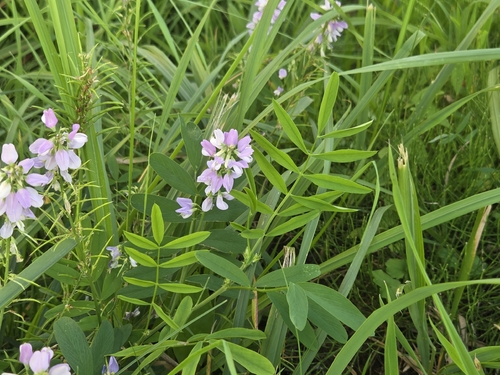 Galega officinalis, photograph 1