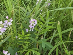Galega officinalis, photograph (c) Bellsprout, some rights reserved (CC BY)
