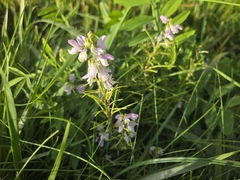 Galega officinalis, photograph (c) Bellsprout, some rights reserved (CC BY)