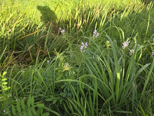 Galega officinalis, photograph 3
