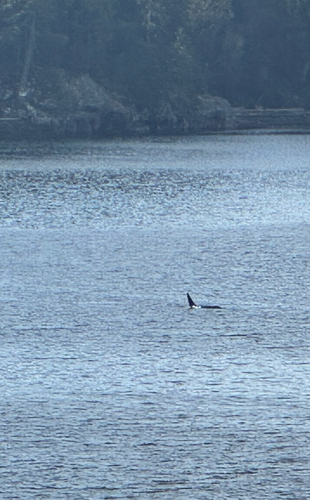 Orca