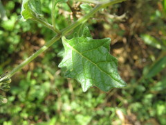 Solanum grandidentatum