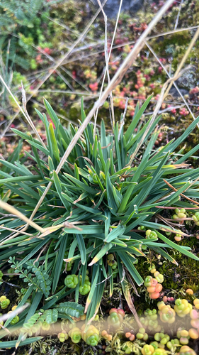 Poa alpina observed 2026-09-16