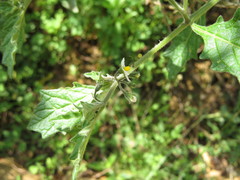 Solanum grandidentatum