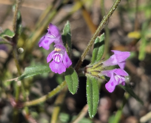 Galeopsis angustifolia